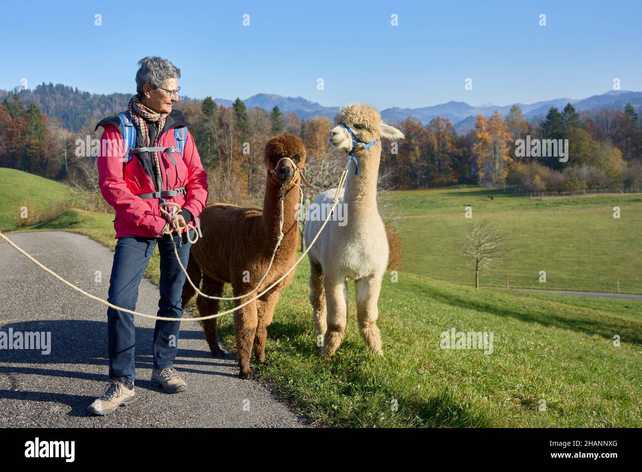 Woman In Red Jacket Walks Two Alpacas, Beige And Brown. In The Background Meadows, Forest, Blue Sky. Bauma, Zurich Oberland, Switzerland Stock Photo
