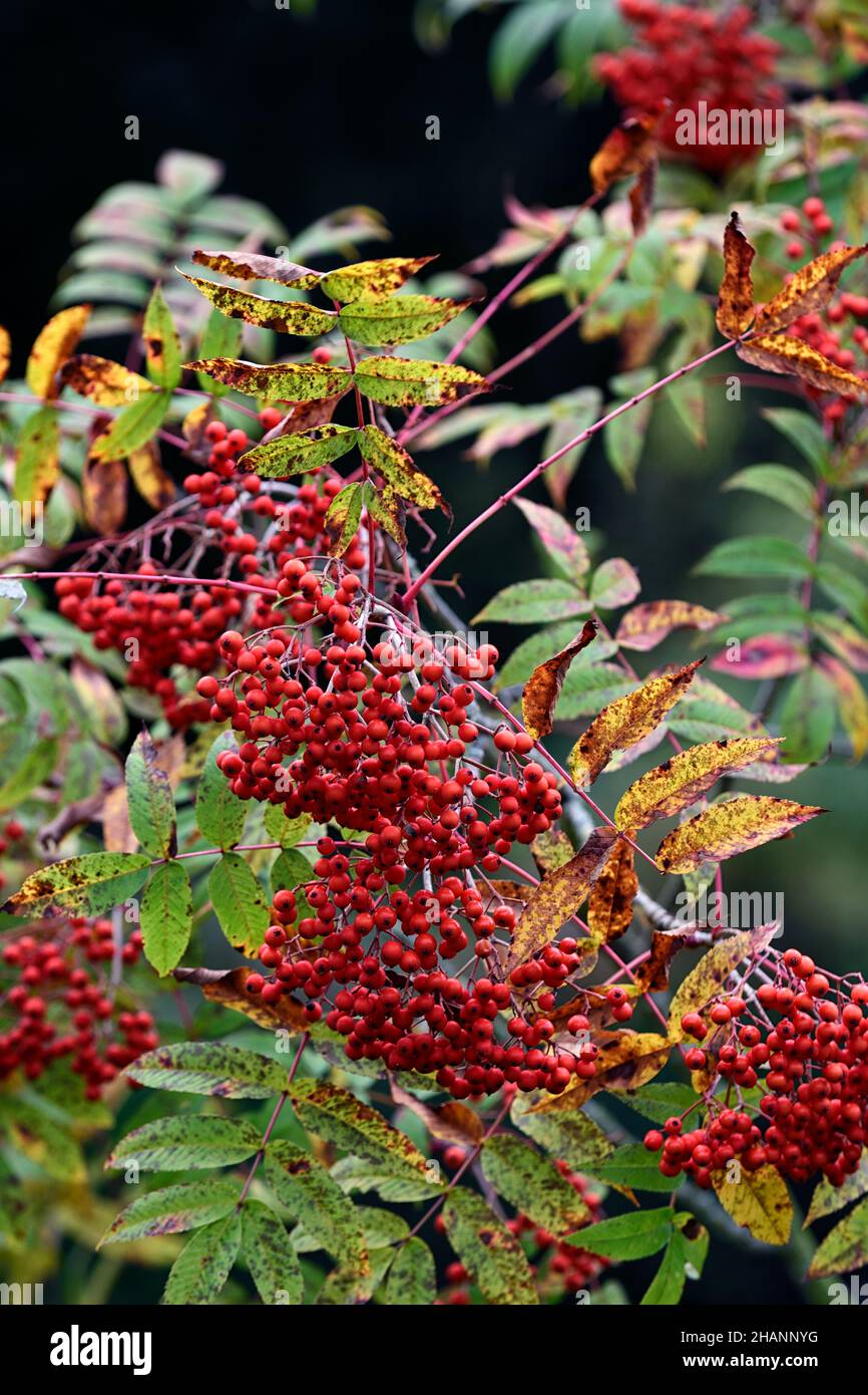 Sorbus sargentiana,ash,red berries,red berry,fruit,small tree,ornamental tree,garden,gardens,RM Floral Stock Photo