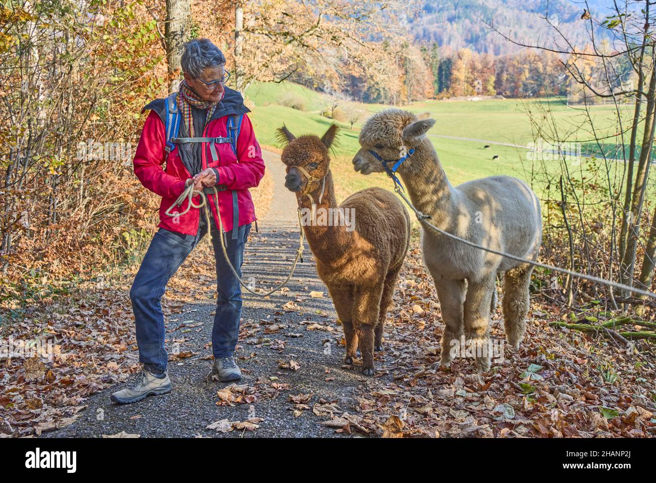 Woman In Red Jacket Leads Two Alpacas, Beige And Brown, For A Walk On Forest Path. In The Background Pasture And Forest. Bauma, Zurich Oberland, Switz Stock Photo