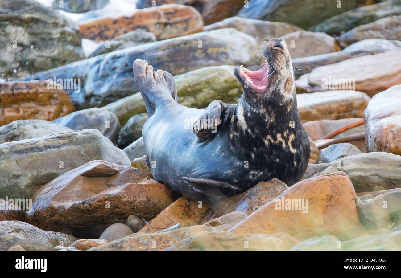 Shot of a big seal laying on a big rocks by the sea and opening its ...