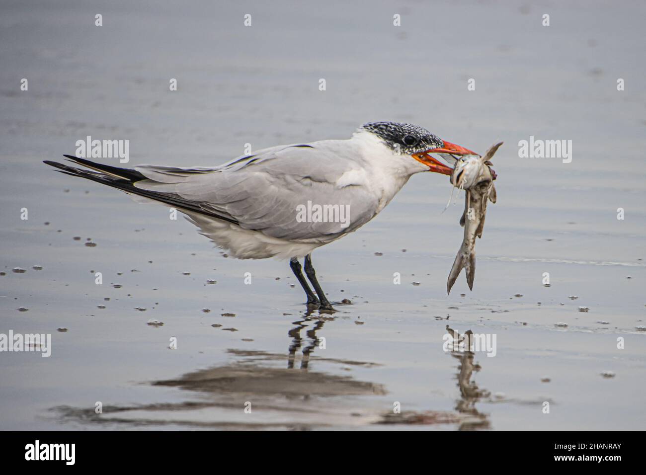 Closeup shot of a seagull with fish caught in its beak in a pond Stock ...