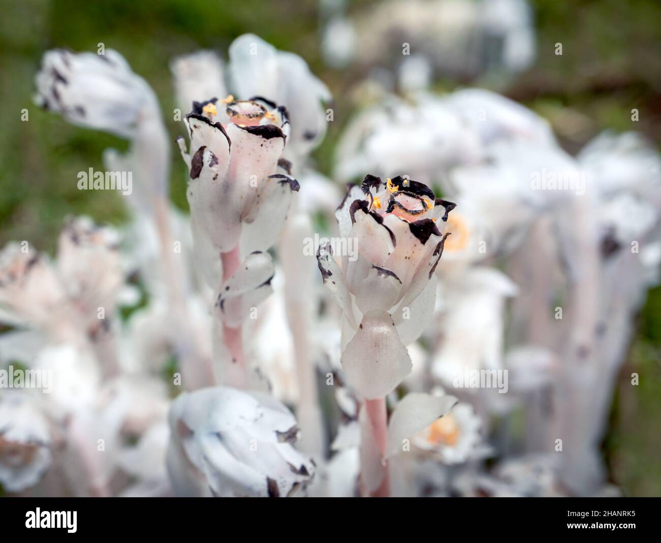 Close up of Ghost Pipe flowers in forest. Focus in center, soft background. Unusual waxy white non-photosynthetic forest flower, known as Indian pipe, Stock Photo
