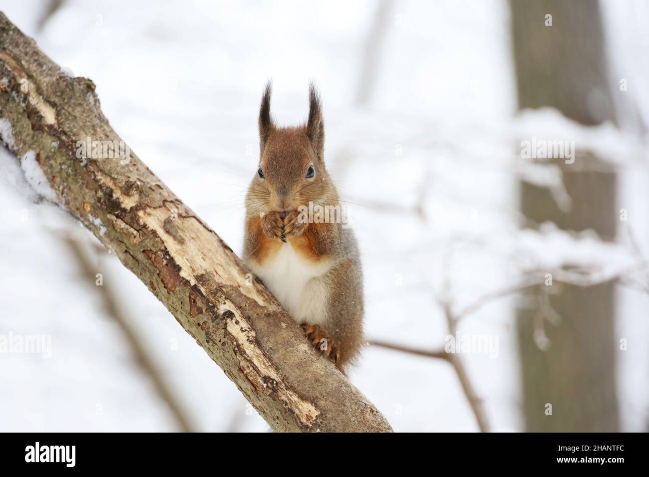 Portrait of red squirrel sitting on a tree branch in winter forest and nibbling seeds on snow covered trees background Stock Photo