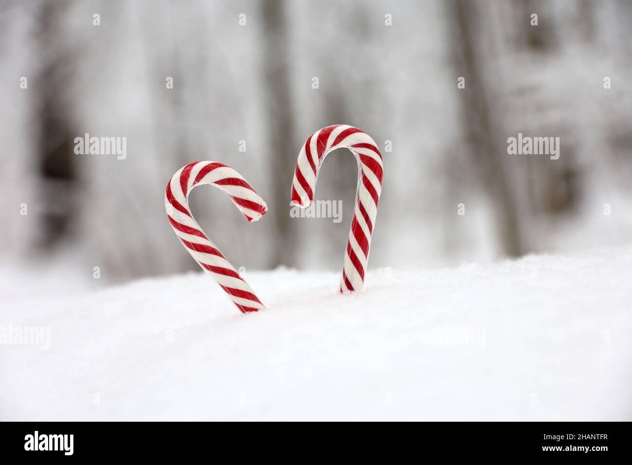 Christmas candy canes on the snow in winter forest. Festive background for New Year celebration, cold weather Stock Photo