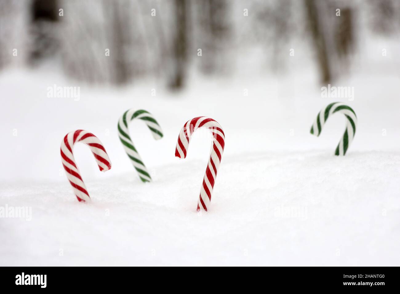 Christmas candy canes on the snow in winter forest. Festive background for New Year celebration, cold weather Stock Photo