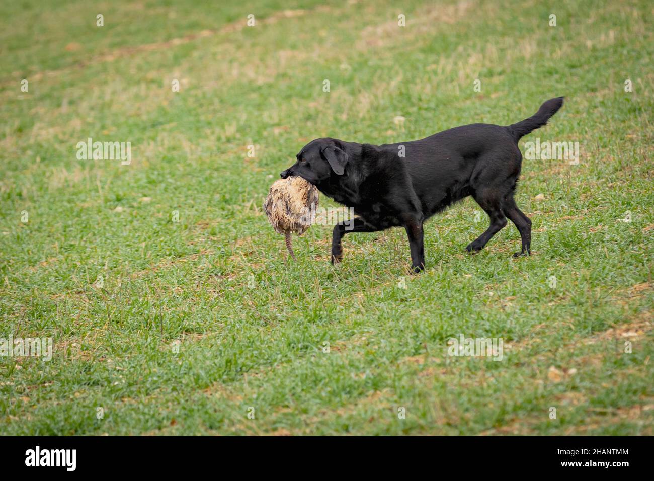 Black labrador dog retrieving shot pheasant on game shoot. Stock Photo