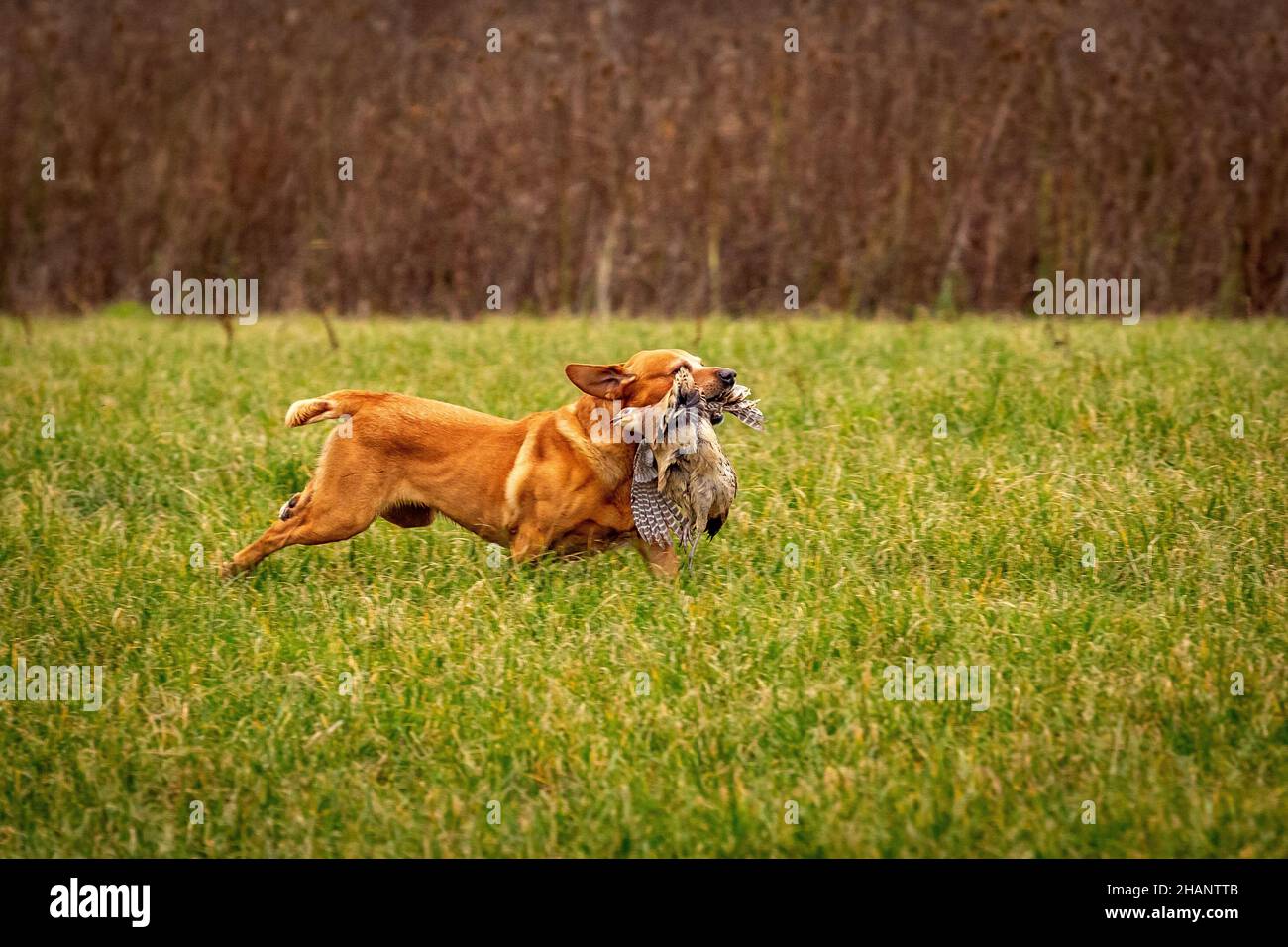 Dog retrieving shot pheasant on game shoot. Stock Photo