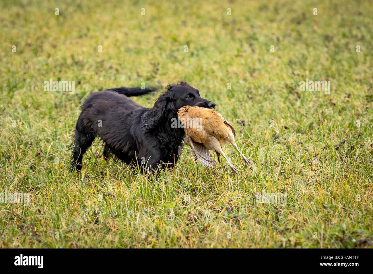 Black Cocker Spaniel retrieving shot pheasant on game shoot. Stock Photo