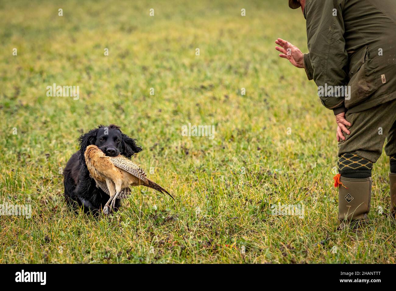 Black Cocker Spaniel retrieving shot pheasant to owner. Stock Photo