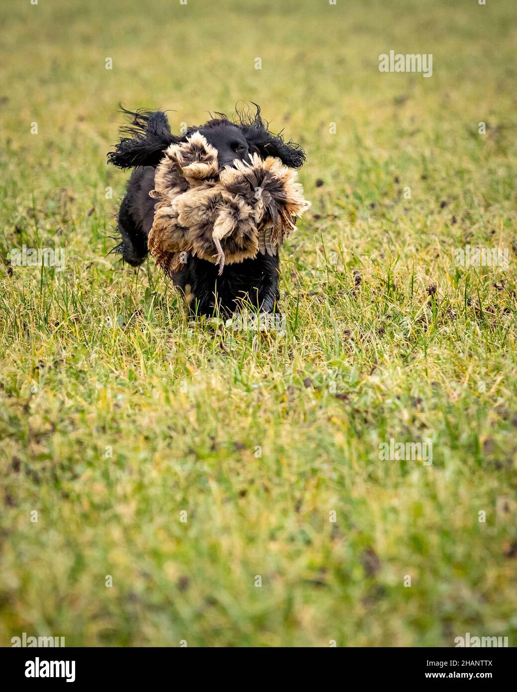 Black Cocker Spaniel retrieving shot pheasant on game shoot. Stock Photo