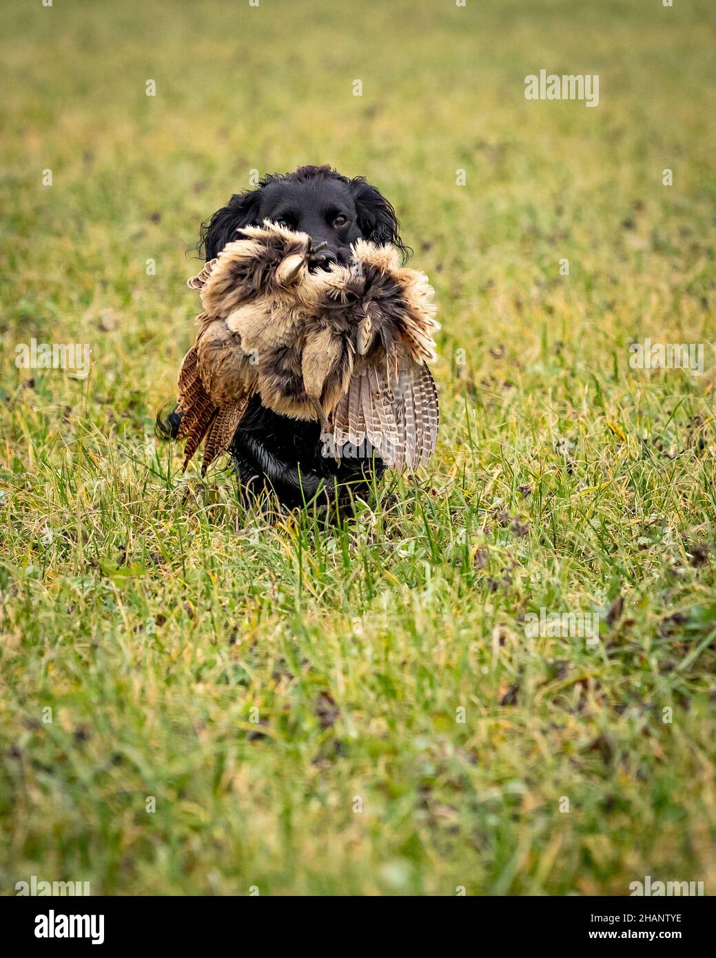 Black Cocker Spaniel retrieving shot pheasant on game shoot. Stock Photo