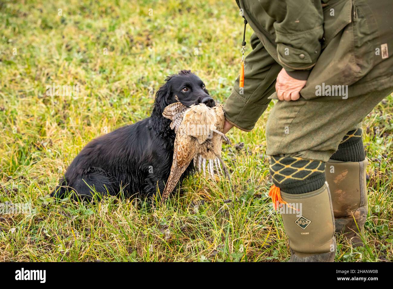 Black Cocker Spaniel retrieving shot pheasant to owner. Stock Photo