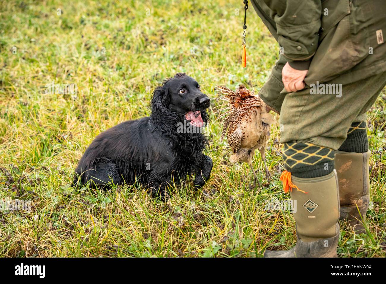 Black Cocker Spaniel retreiving shot pheasant. Stock Photo