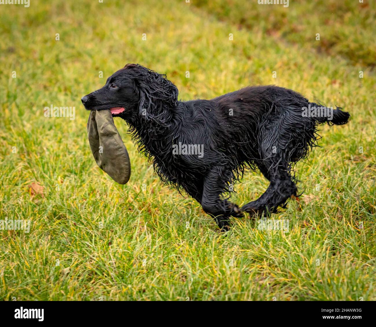 Cocker Spaniel dog carrying cap in field Stock Photo