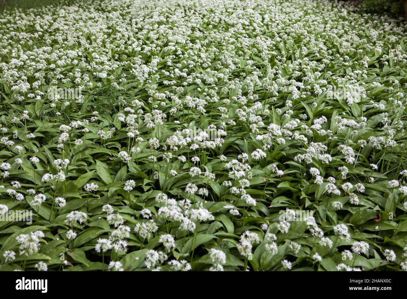 Allium ursinum or wild garlic covers the forest floor, Germany, Europe Stock Photo