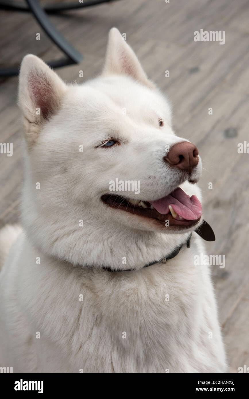 White Siberian Husky Dog Stock Photo