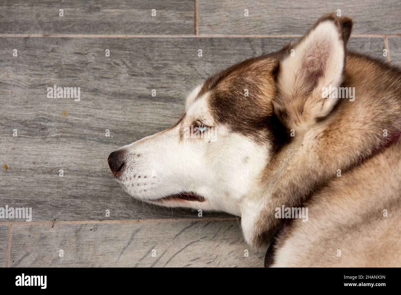 Siberian Husky Dog - Detail Stock Photo