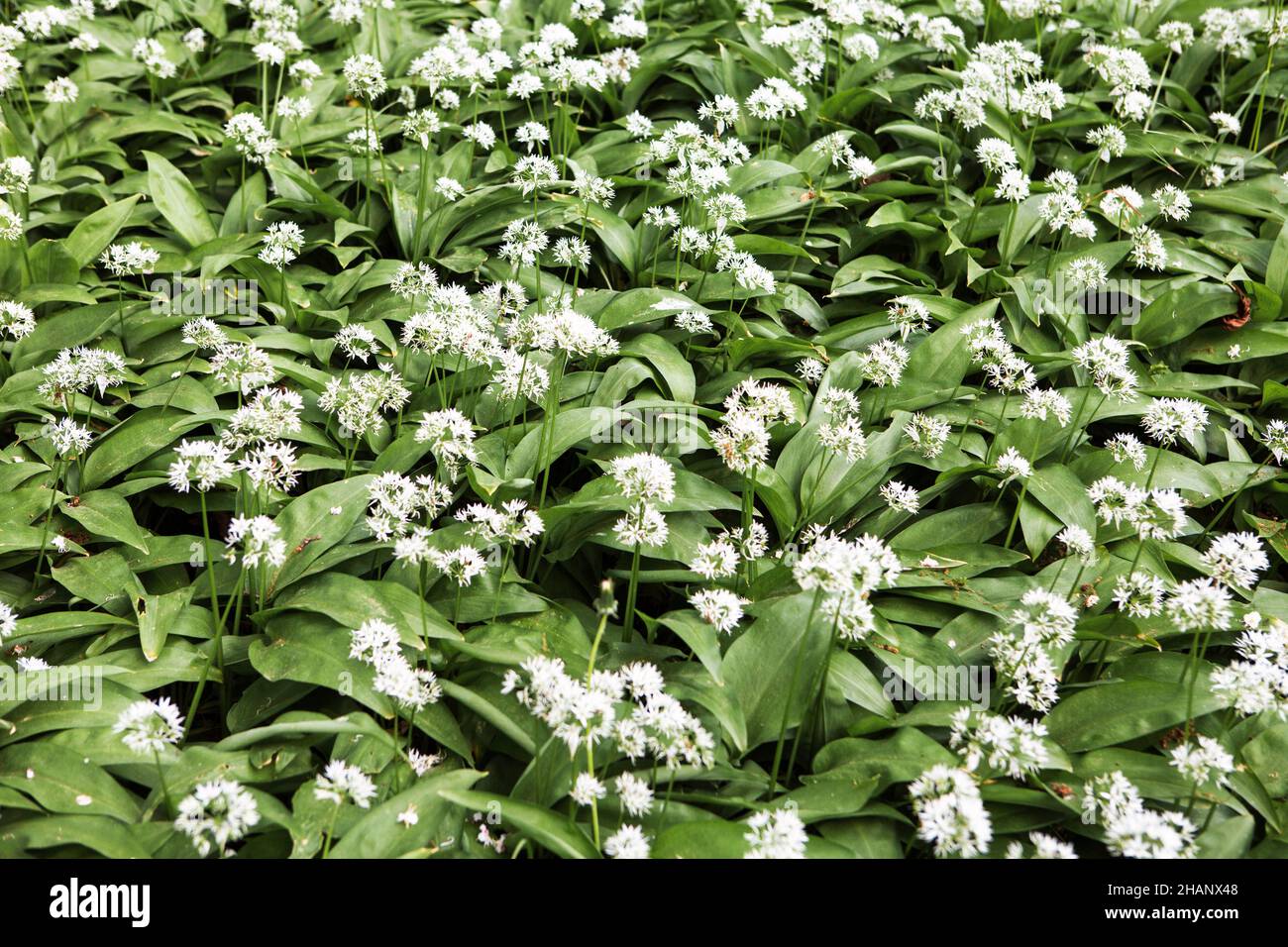 Allium ursinum or wild garlic covers the forest floor, Germany, Europe Stock Photo