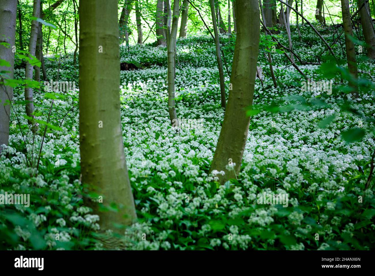 Allium ursinum or wild garlic covers the forest floor, Germany, Europe Stock Photo