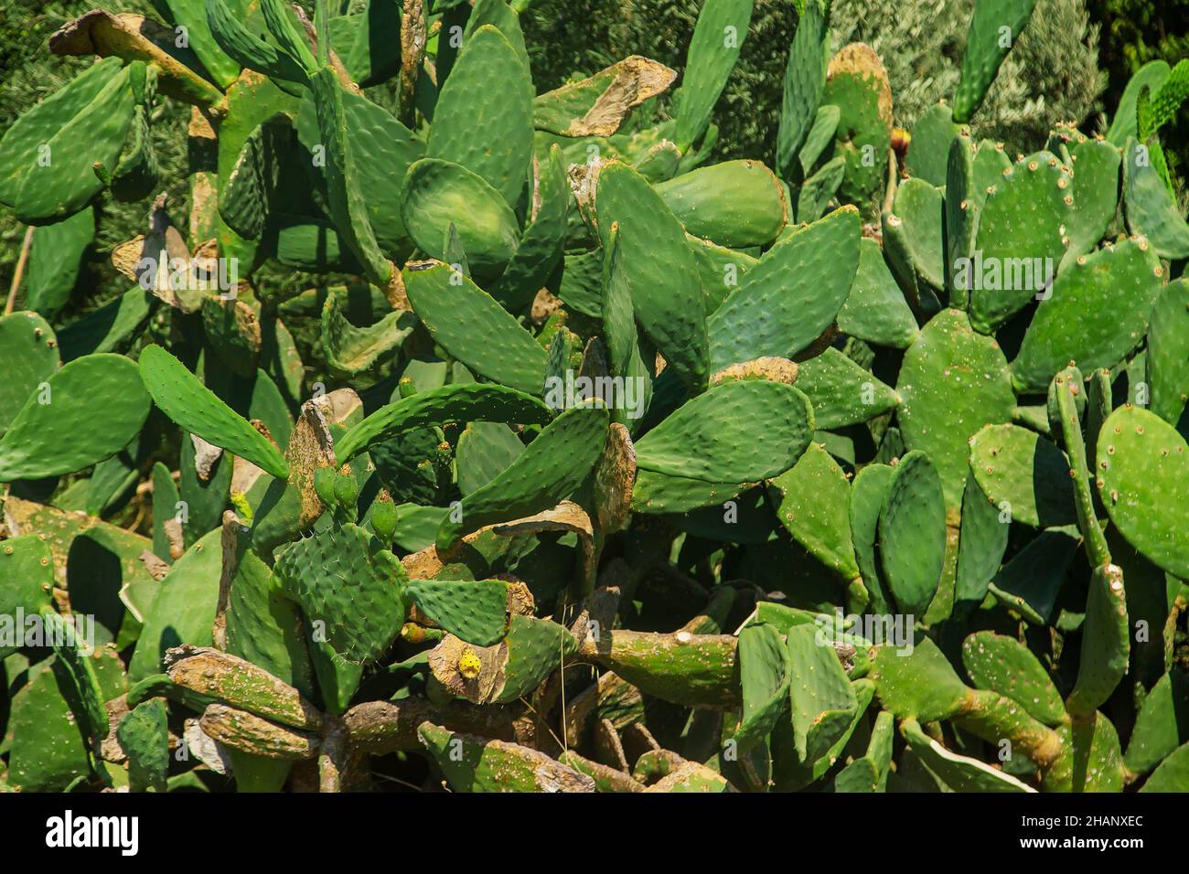 The edible cactus grows large. Selective focus Stock Photo Alamy