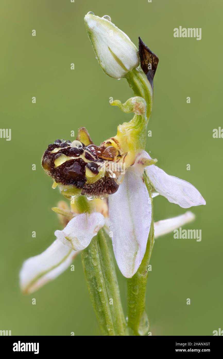 Bienen Ragwurz, Ophrys apifera, Bee orchid Stock Photo