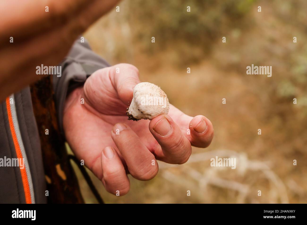 Small white granulated and spore mushroom in the hand of a man collected in the bush in autumn. Variety Lycoperdon perlatum Pers. Puffball. Stock Photo
