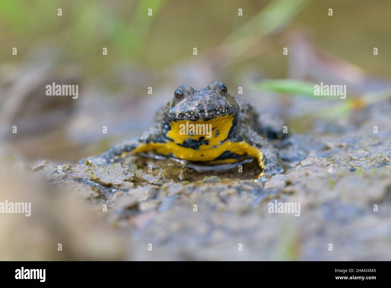 Gelbbauchunke, Bombina variegata, Yellow-bellied Toad Stock Photo