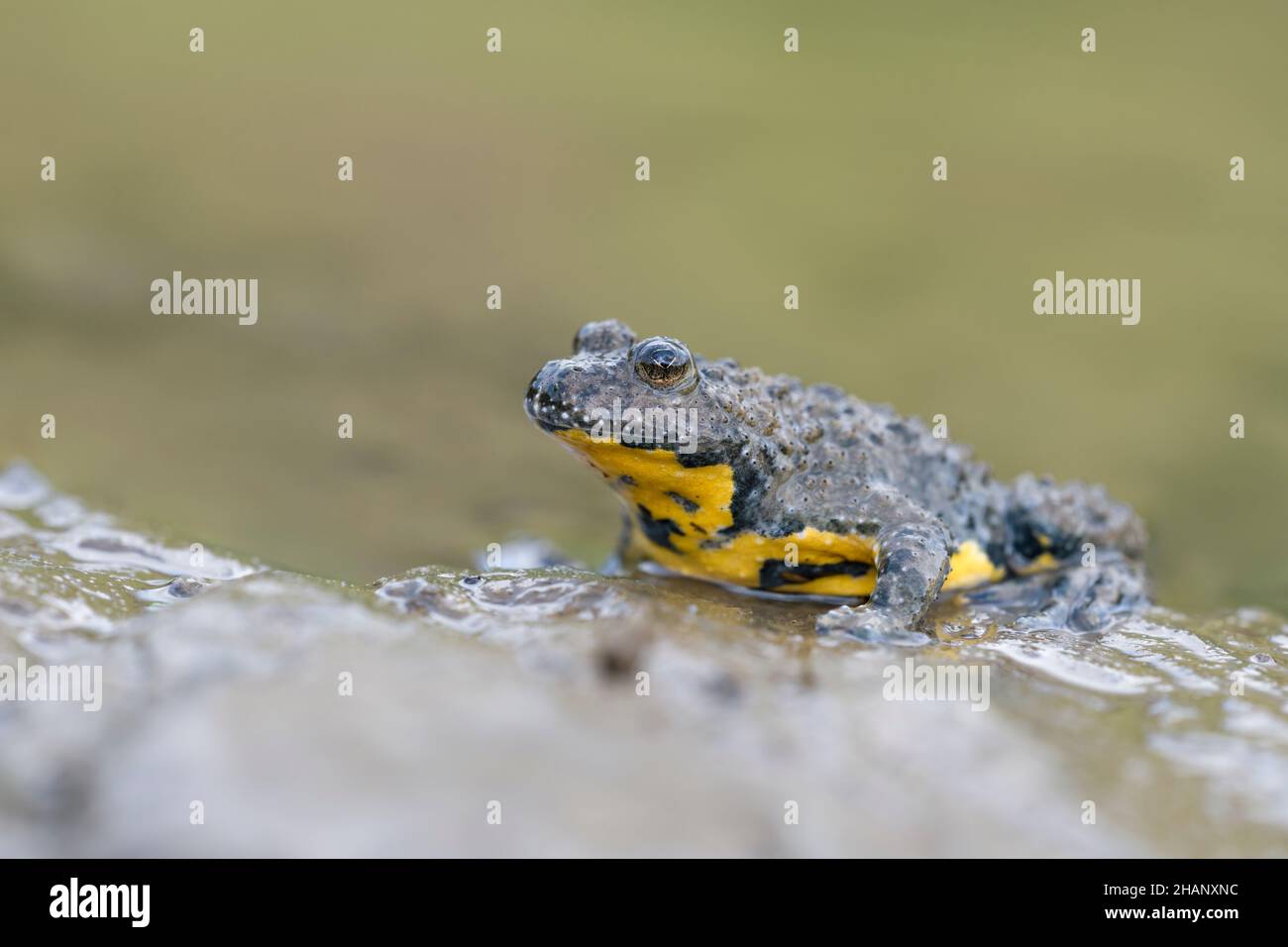 Gelbbauchunke, Bombina variegata, Yellow-bellied Toad Stock Photo