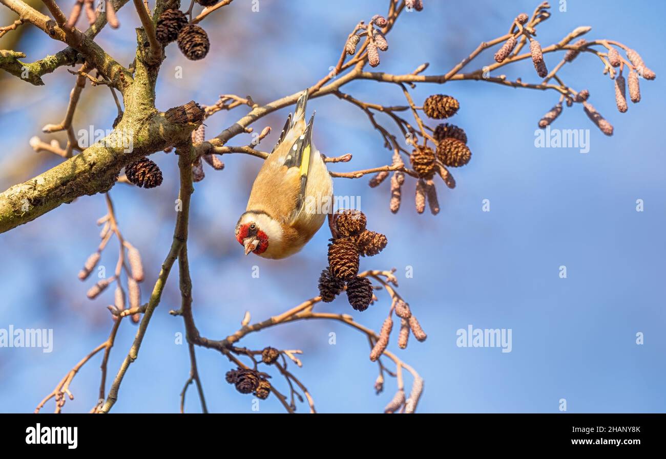 European Goldfinch, Carduelis carduelis, clinging and hanging upside down from a twig of an Alder tree, the bird is nibbling cone seeds, Germany Stock Photo