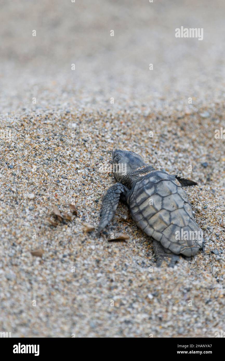 Unechte Karettschildkroete, Caretta, caretta, Loggerhead sea turtle ...