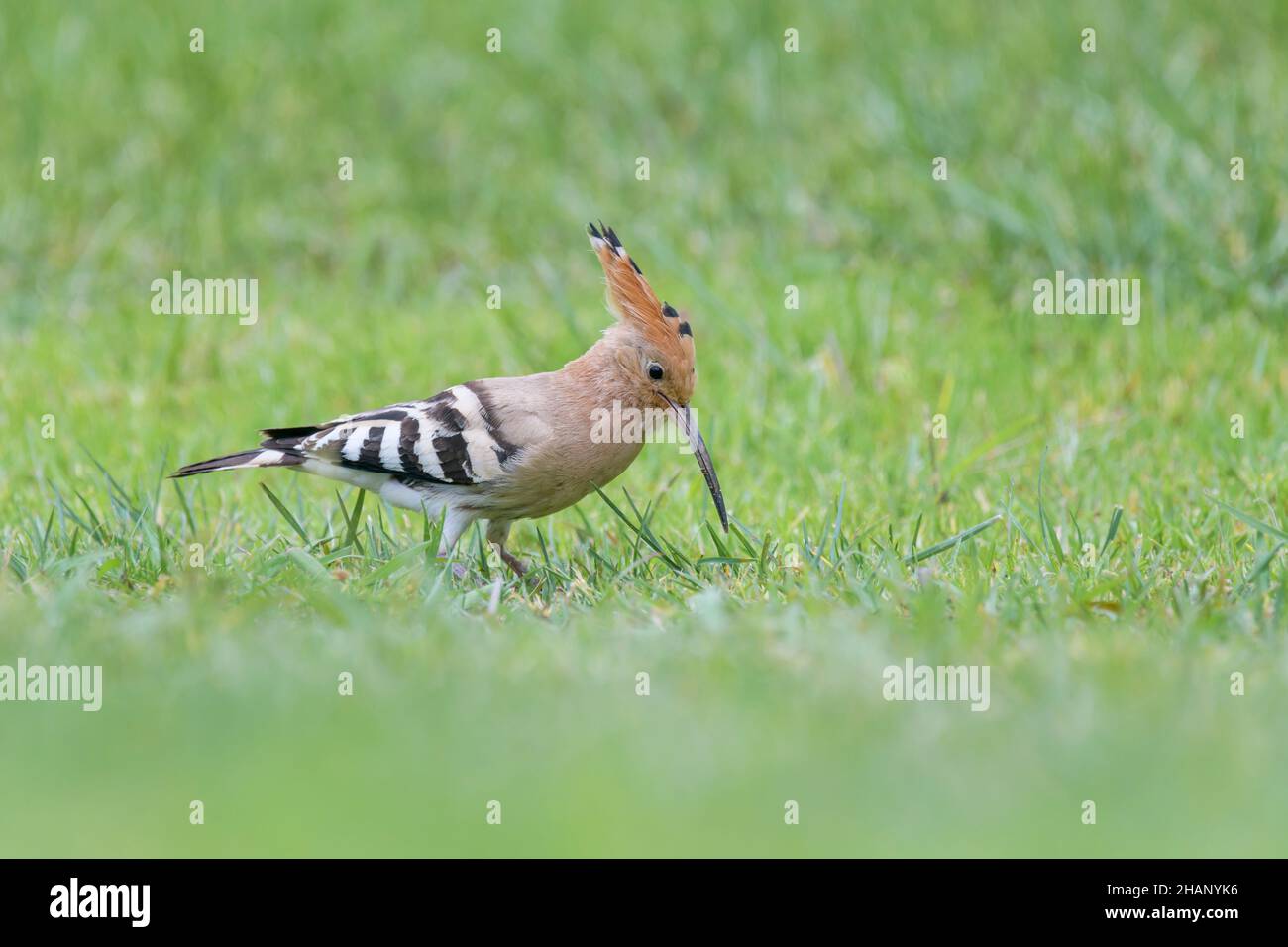 Wiedehopf, Upupa epops, Hoopoe Stock Photo