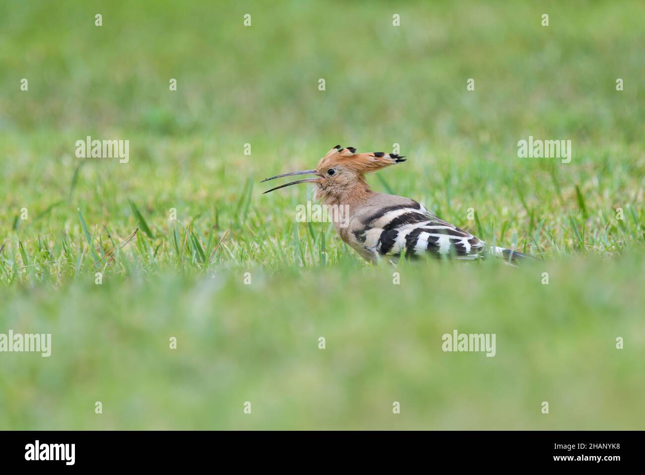 Wiedehopf, Upupa epops, Hoopoe Stock Photo