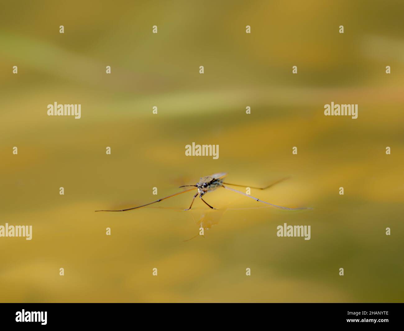 Pond Skater on Water Surface Stock Photo Alamy