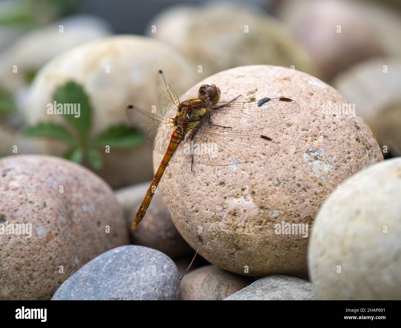 Female Common Darter Dragonfly Resting on a Stone Stock Photo - Alamy