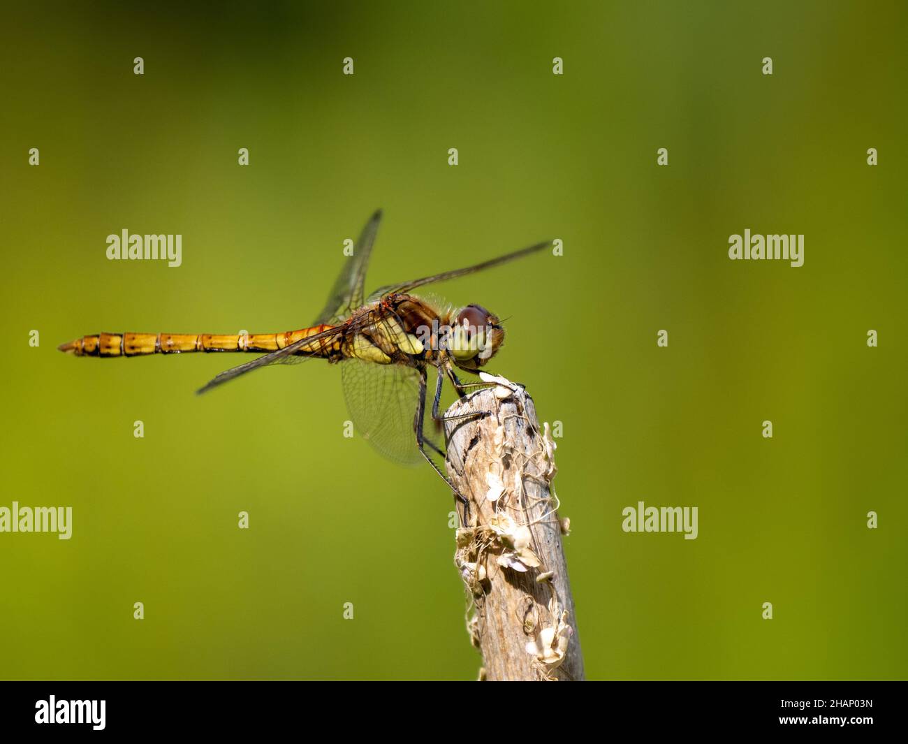 Female Common Darter Dragonfly Resting on a Stick Stock Photo - Alamy