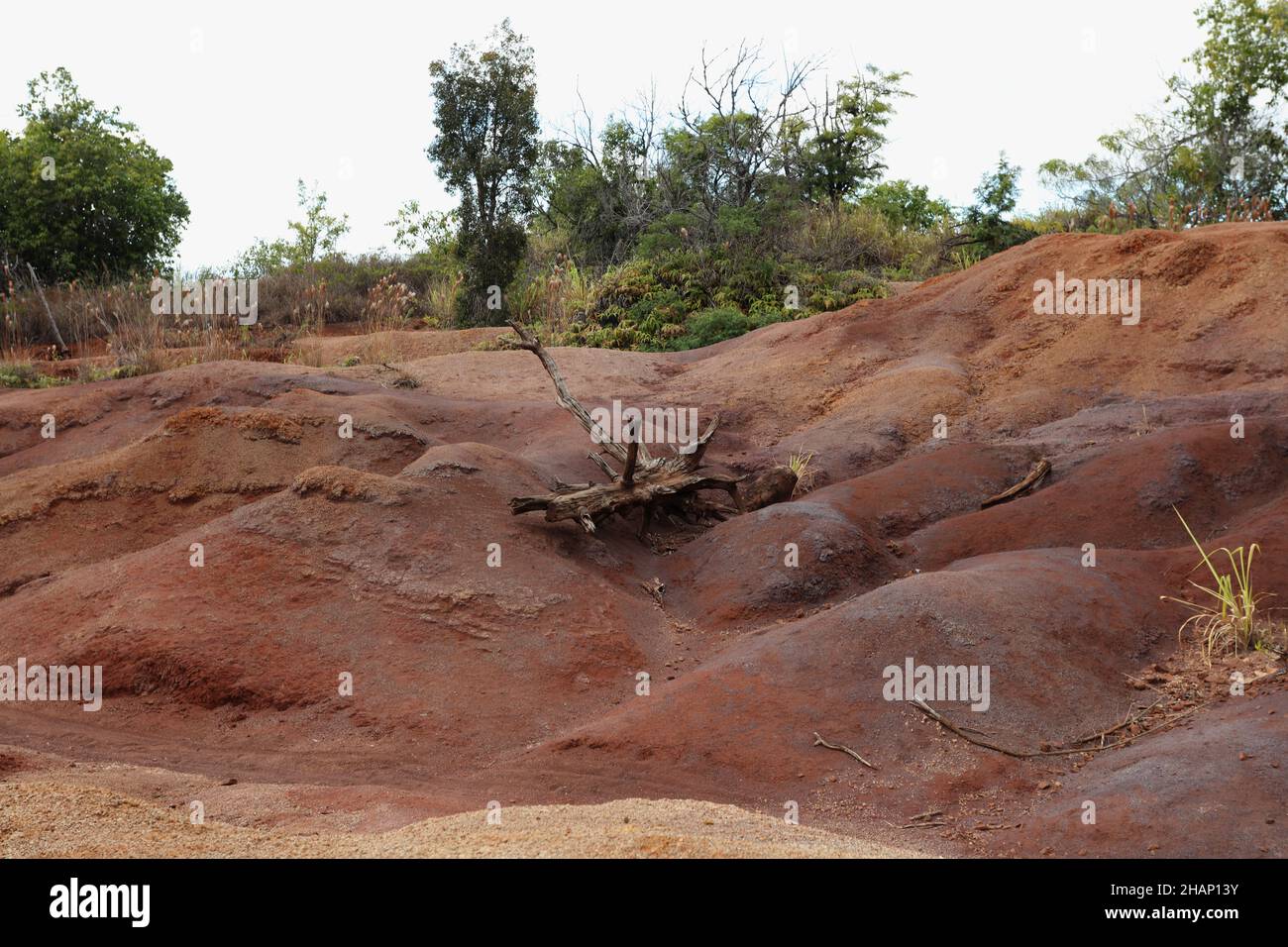 Red dirt hills with tall grasses, shrubs and trees in Waimea Canyon
