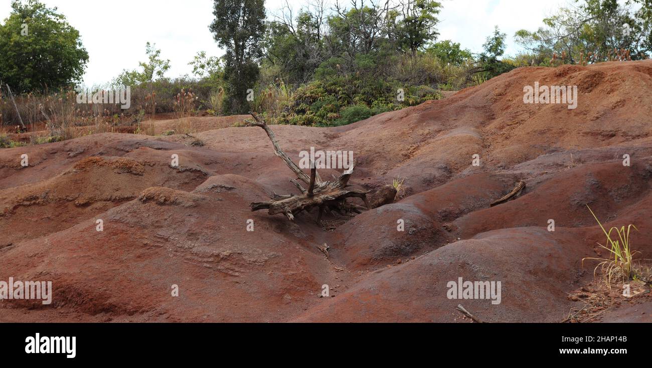 Red dirt hills with tall grasses, shrubs and trees in Waimea Canyon