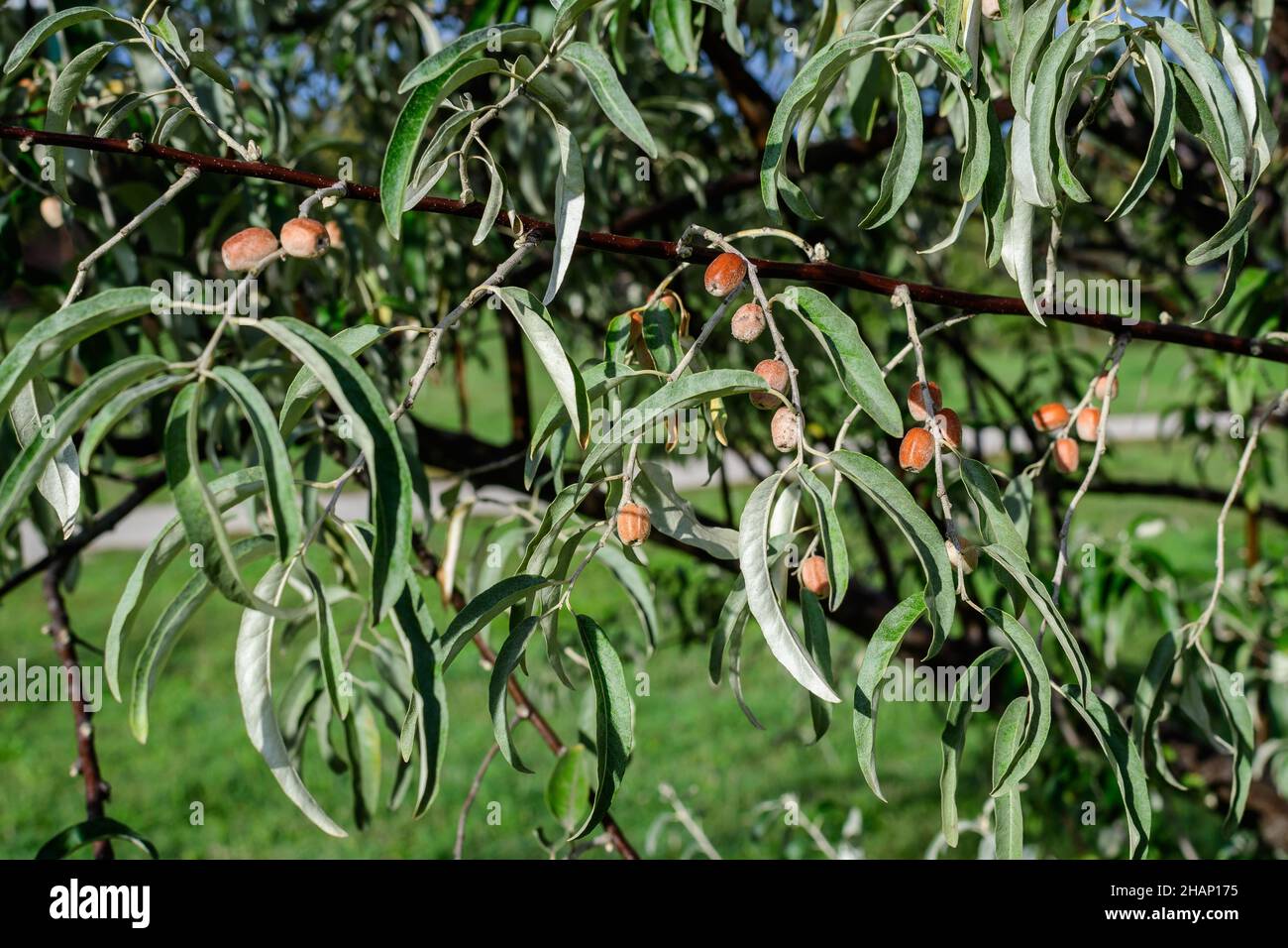 Silver leaves and small ripe fruits or berries of Elaeagnus angustifolia plant, commonly called wild Russian or Persian olive, silver berry, oleaster, Stock Photo