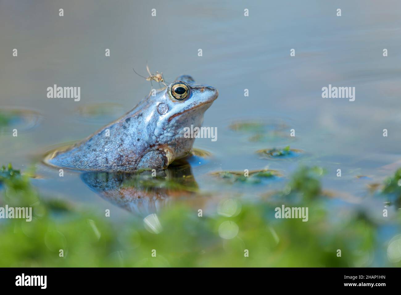 Maennlicher Moorfrosch, Rana arvalis, Male Moor Frog Stock Photo
