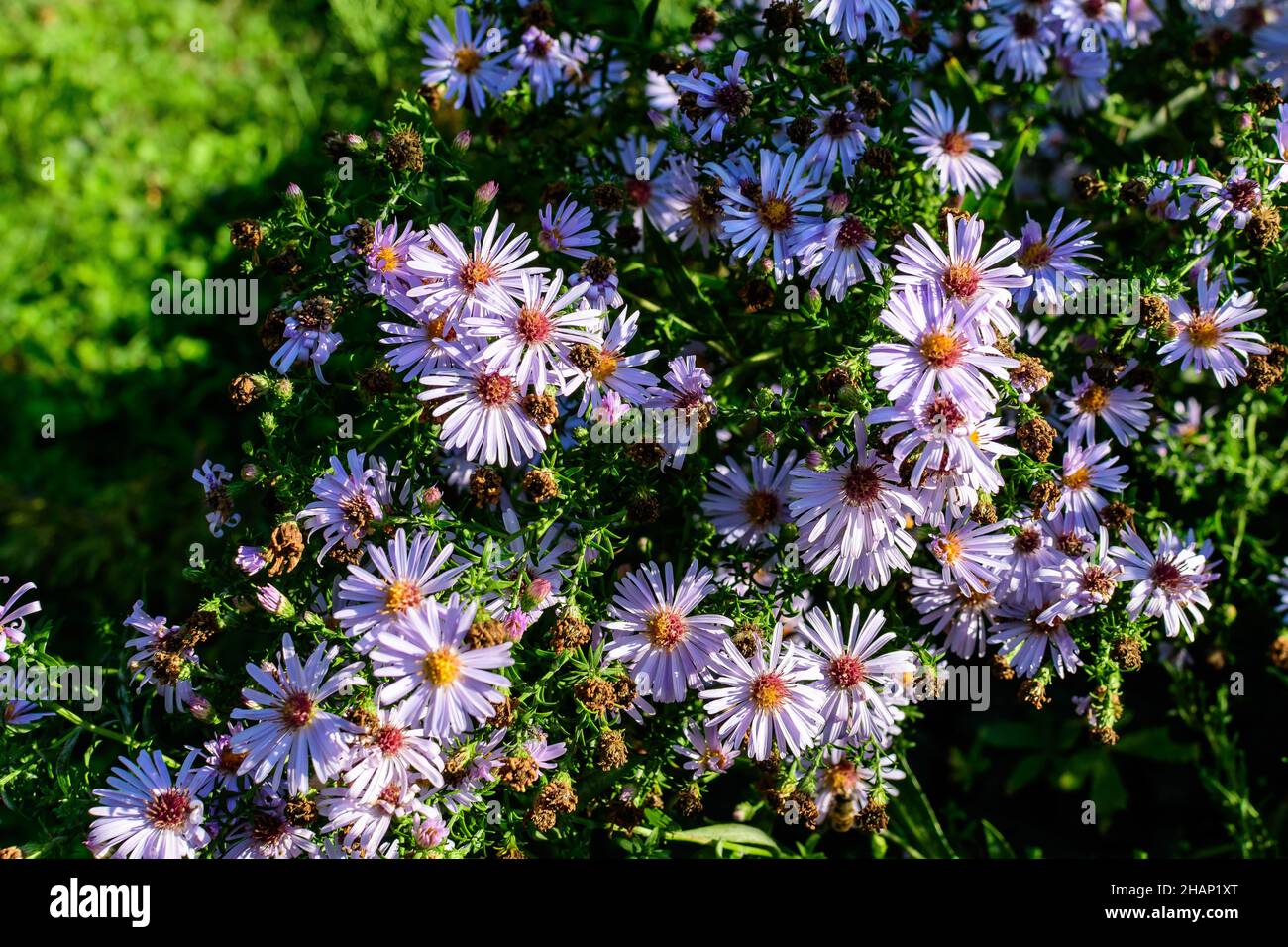 Many small vivid blue flowers of Aster amellus plant, known as the European Michaelmas daisy, in a garden in a sunny autumn day, beautiful outdoor flo Stock Photo