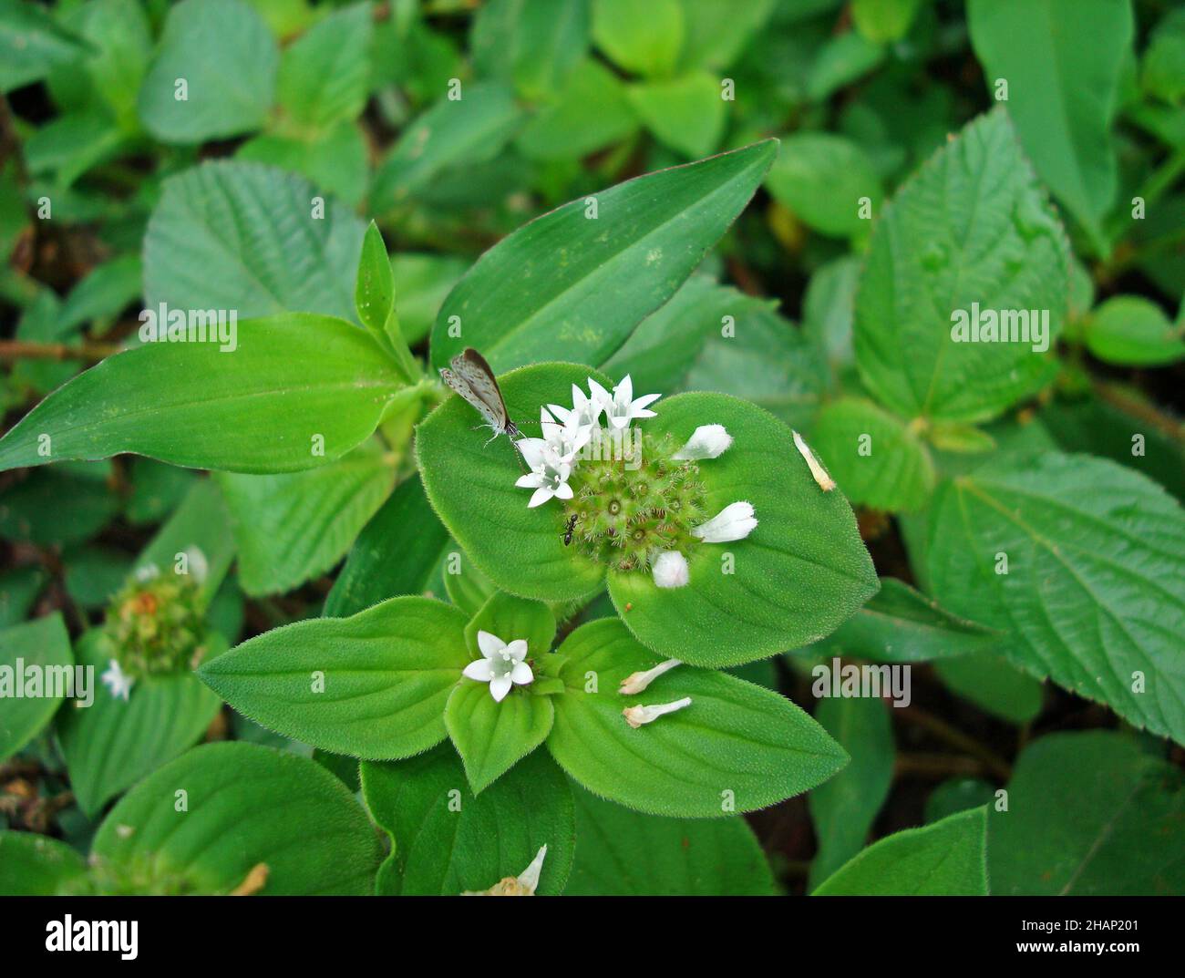 Wild white flowers (Richardia brasiliensis) and butterfly Stock Photo