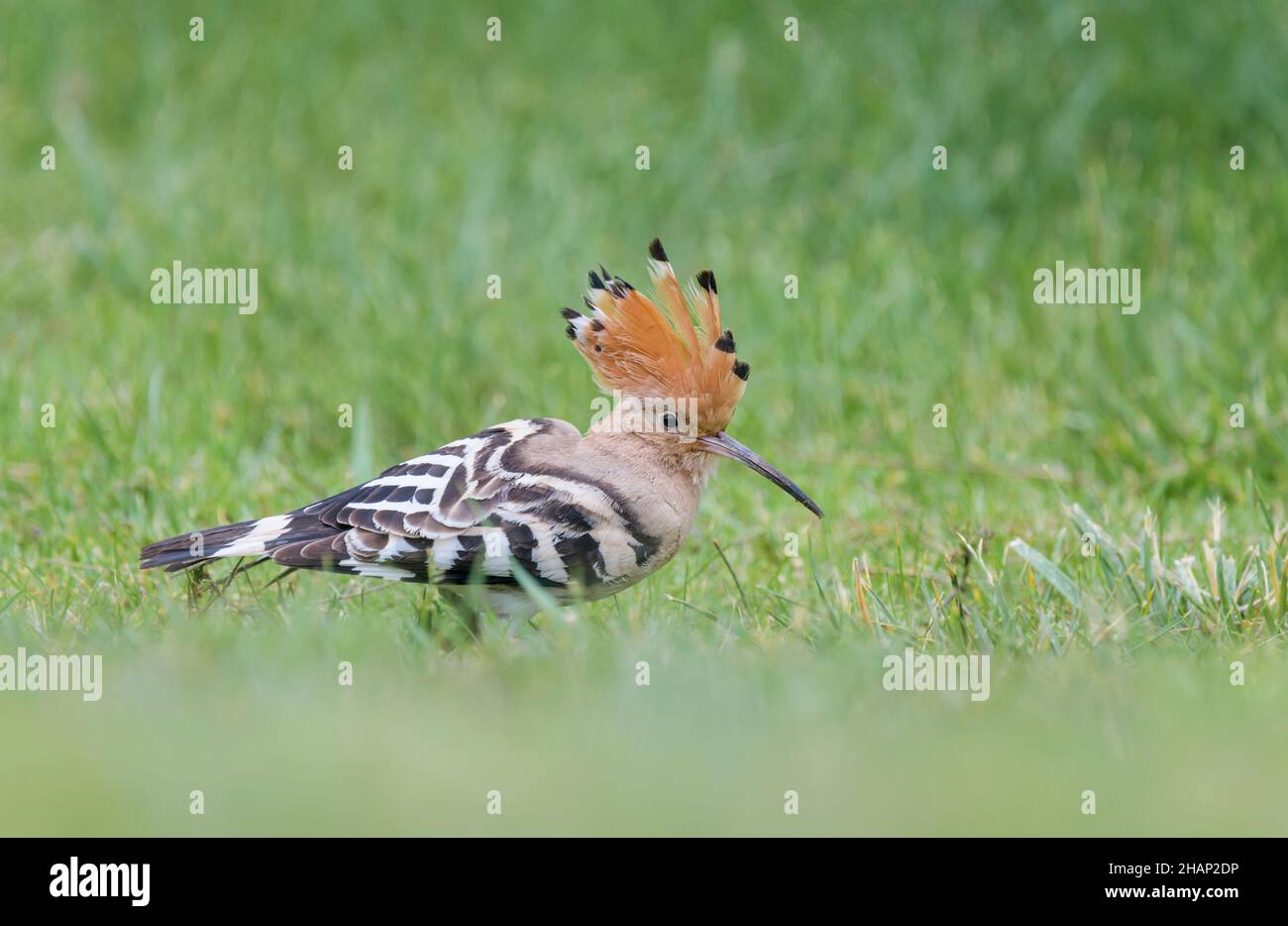 Wiedehopf, Upupa epops, Hoopoe Stock Photo