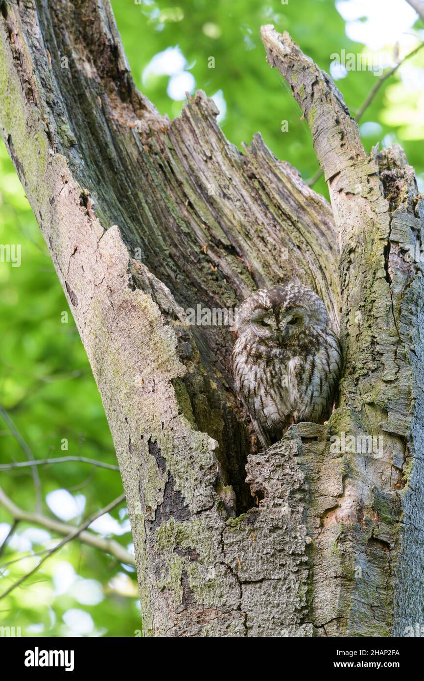 Waldkauz, Strix aluco, Tawny owl in Tree hole Stock Photo
