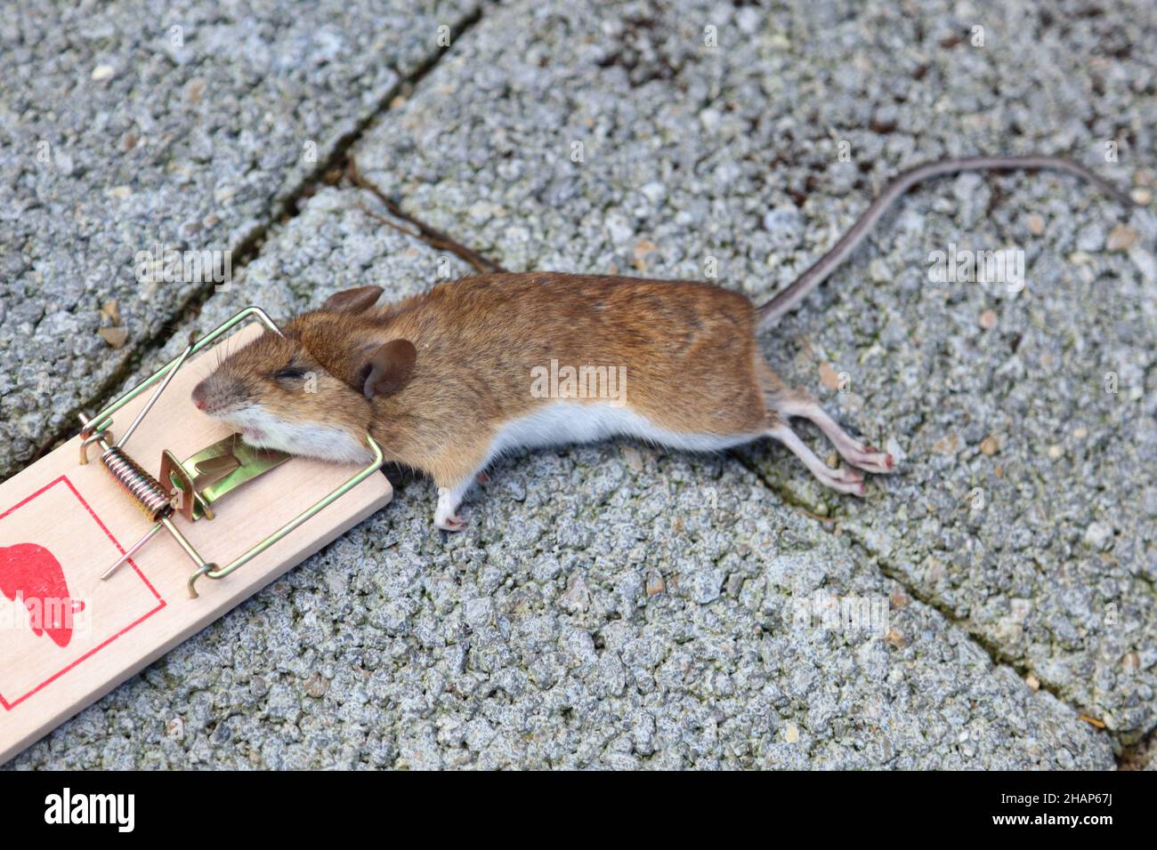 Gelbhalsmaus / Yellow-necked mouse / Apodemus flavicollis Stock Photo
