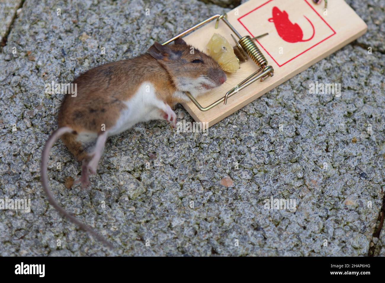 Gelbhalsmaus / Yellow-necked mouse / Apodemus flavicollis Stock Photo