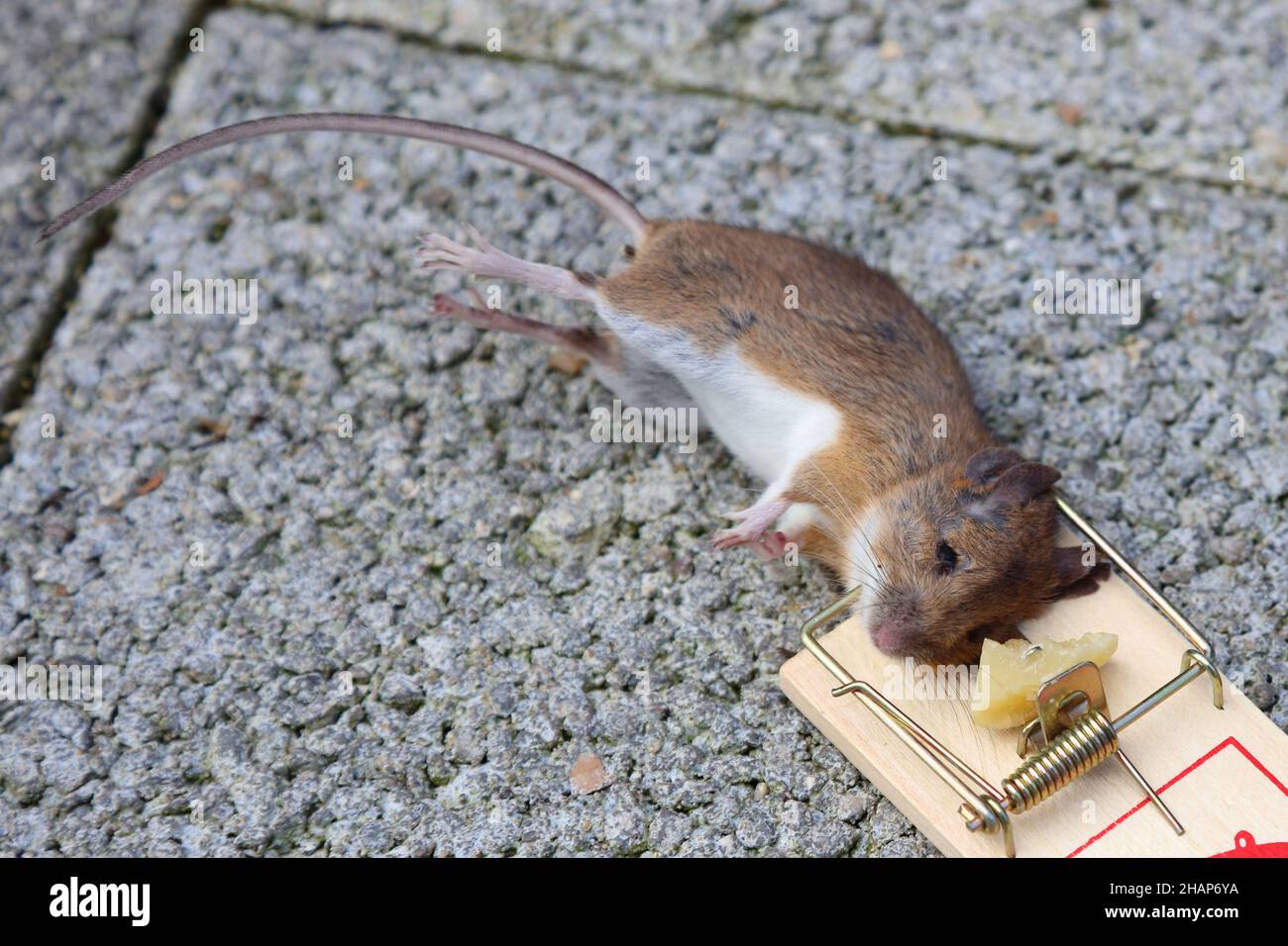 Gelbhalsmaus / Yellow-necked mouse / Apodemus flavicollis Stock Photo