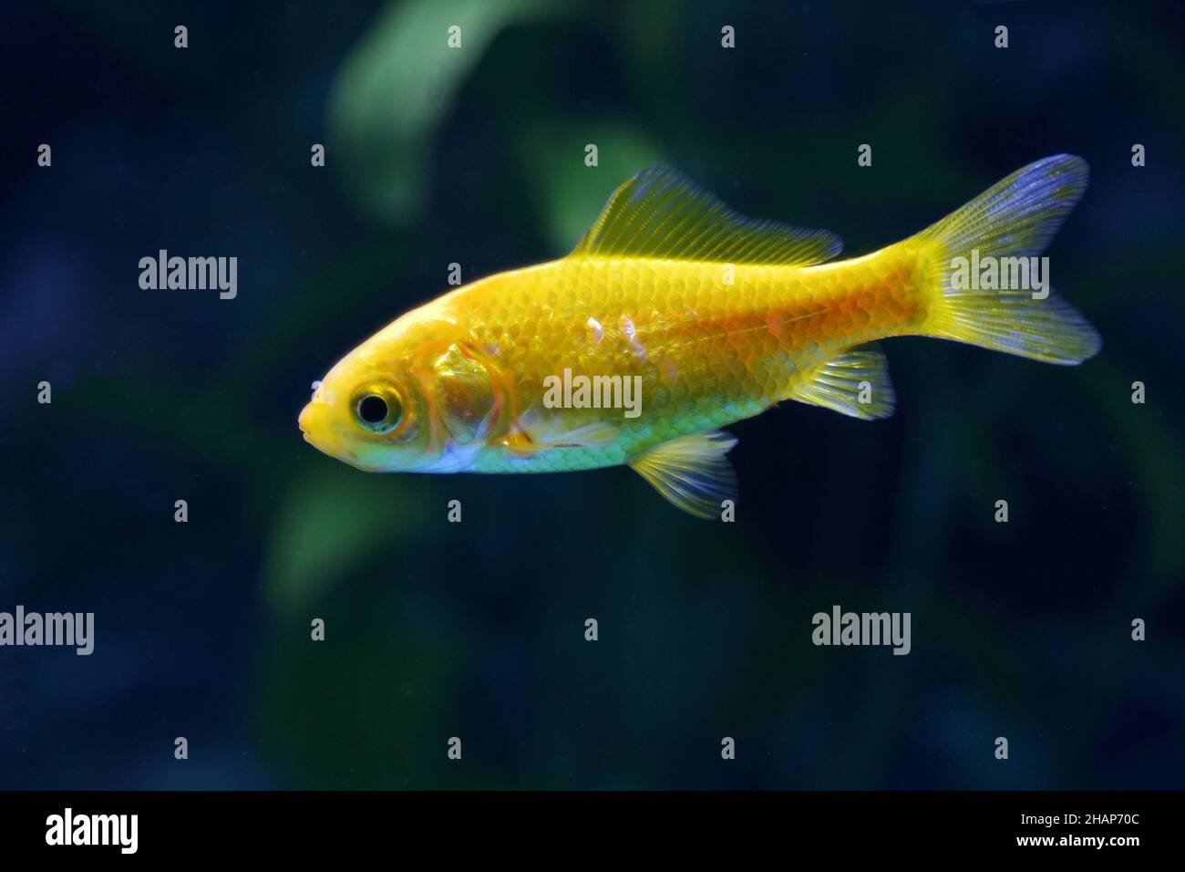 Goldfishs hi-res stock photography and images - Alamy