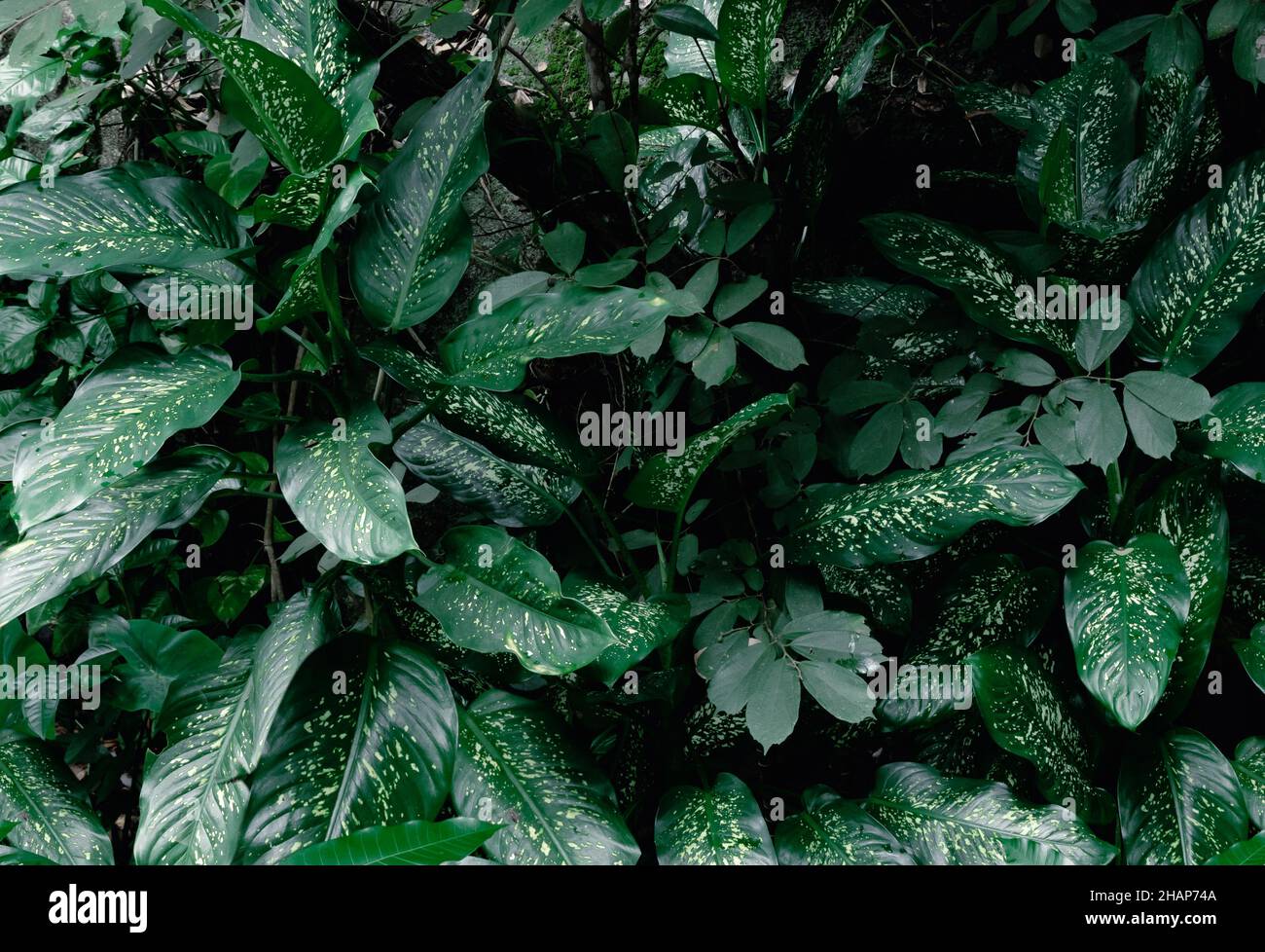 Tropical green leaves foliage Dumb cane (Dieffenbachia maculata) plant jungle in rainforest background,dark tone Stock Photo