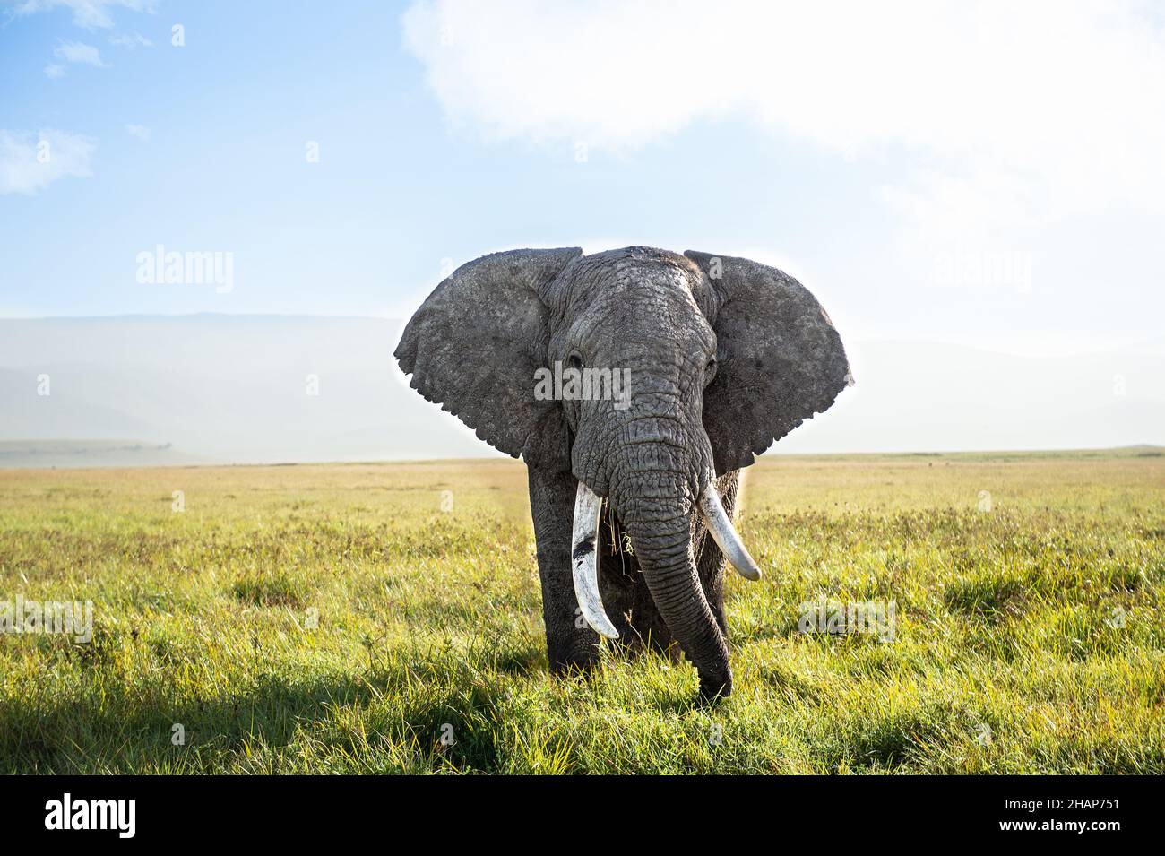 Elephant at the ngorongoro crater in Tansania Stock Photo