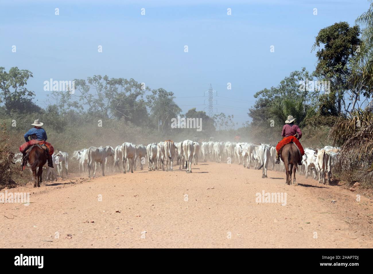 CORUMBA MS, BRAZIL - Aug 18, 2018: Cattle transport by cowboys on horseback on the nature parkway in the Brazilian Pantanal. Stock Photo